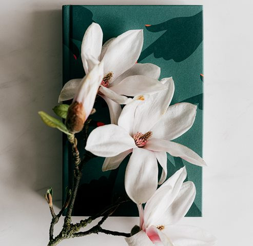 Ini manfaat bunga magnolia untuk kecantikan. (Foto: Ilustrasi/Pexels.com)