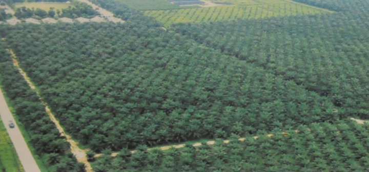 Holding Perkebunan Nusantara Lakukan Internalisasi Program Transformasi EBITDA