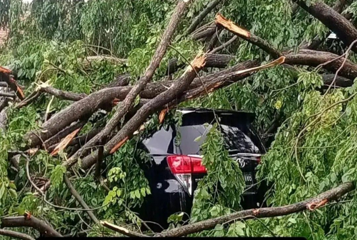 Hujan dan Angin Kencang, Sejumlah Pohon di Kota Tangerang Tumbang Hingga Timpa Mobil