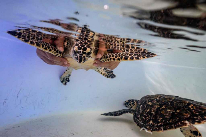 Kabar Gembira! Penyu Kembali ke Pantai Thailand Selama Pandemi