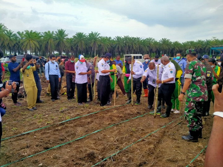 Dongkrak Ekonomi, Petani Milenial PMI Tanam Jagung di Lahan Bekas Sawit