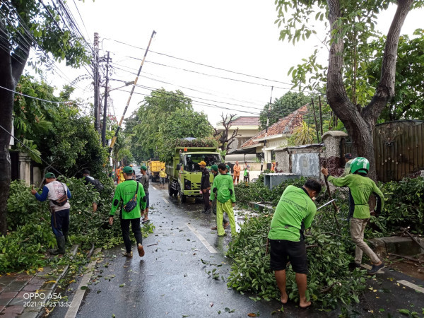 Hujan Deras, 9 Pohon di Jakpus Tumbang