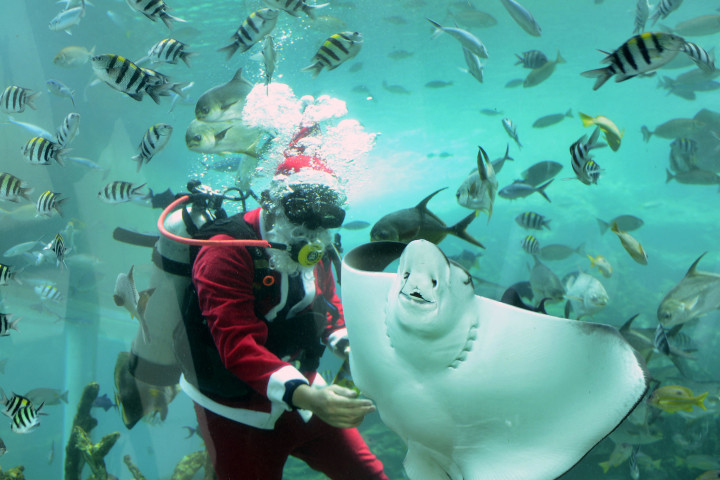 Melihat Atraksi Sinterklas Memberi Makan Ikan di Akuarium Restoran di Bali