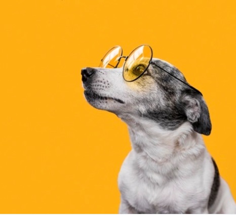 5 Alasan Anjing Suka Makan Kotoran