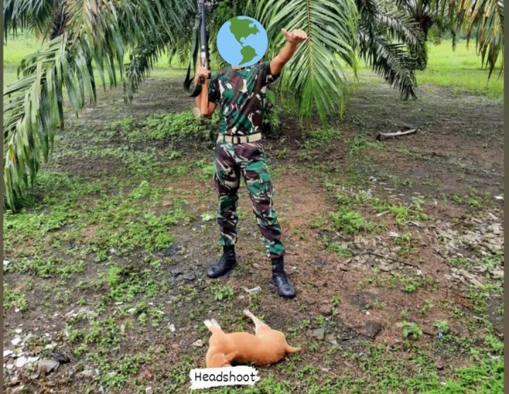 TNI Diminta Mengusut Oknum Diduga Penembak Anjing