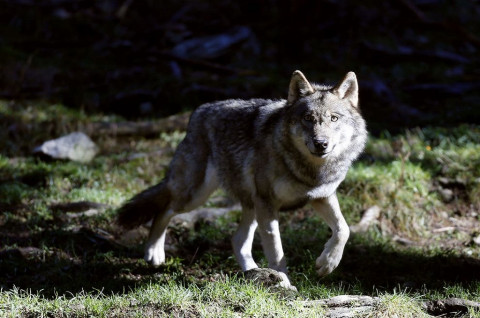 Kebun Binatang Prancis Ditutup Usai Kaburnya 9 Serigala