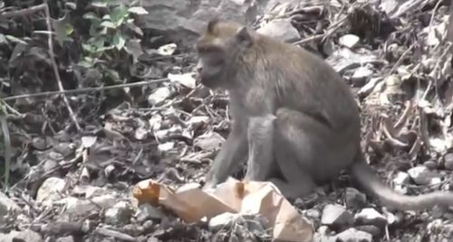 Kelaparan, Ratusan Kera Penghuni Semeru Turun Gunung