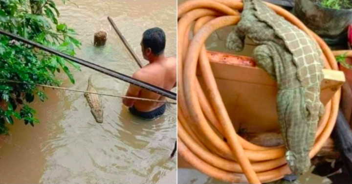 Bikin Panik saat Banjir, Boneka Buaya Dikira Siap Mangsa Warga