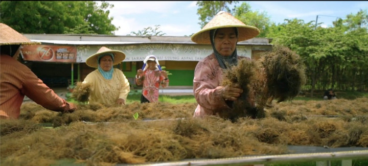Ekspor Rumput Laut Indonesia Meningkat di Tengah Pandemi