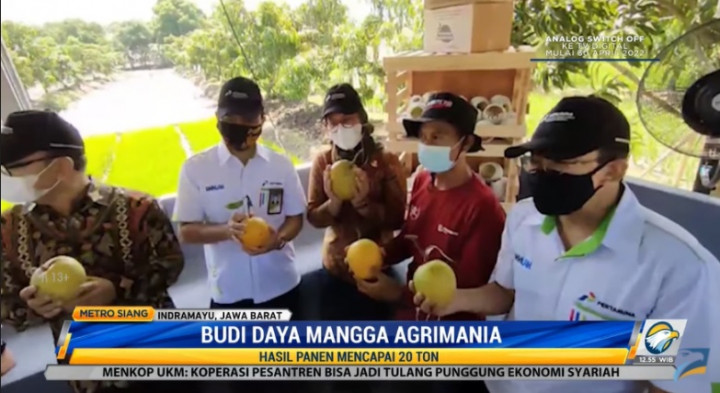 Varietas Agrimania dan Potensi Besar Ekspor Komoditas Mangga Indramayu