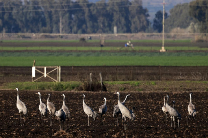 Israel Tahan Wabah Flu Burung Usai Kematian 5000 Bangau Liar
