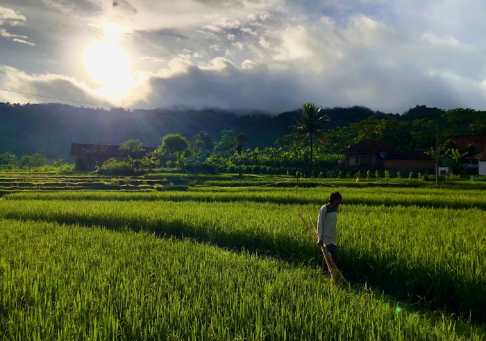 Petani mengusir burung di areal persawahan kaki Gunung Ciremai, Desa Sakerta Timur, Kabupaten Kuningan, Jawa Barat, Sabtu, 18 Desember 2021. MI/Ramdani