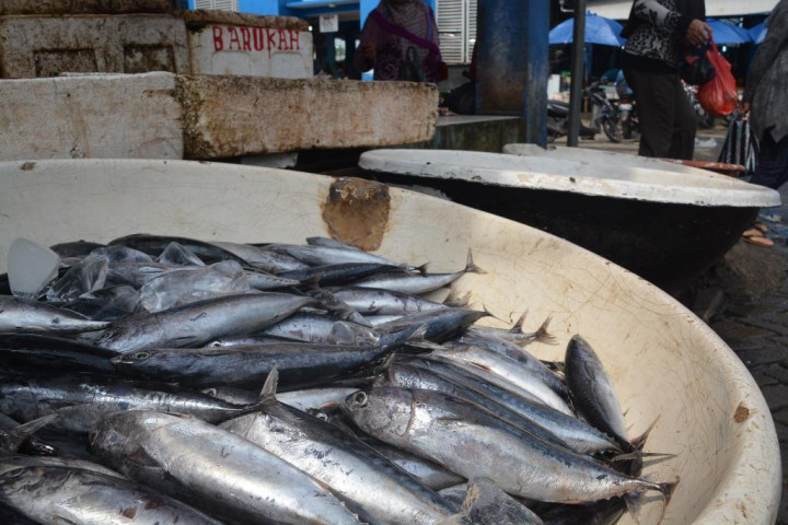 Stok Ikan Capai 2,4 Juta Ton, Cukup untuk Kebutuhan Nataru