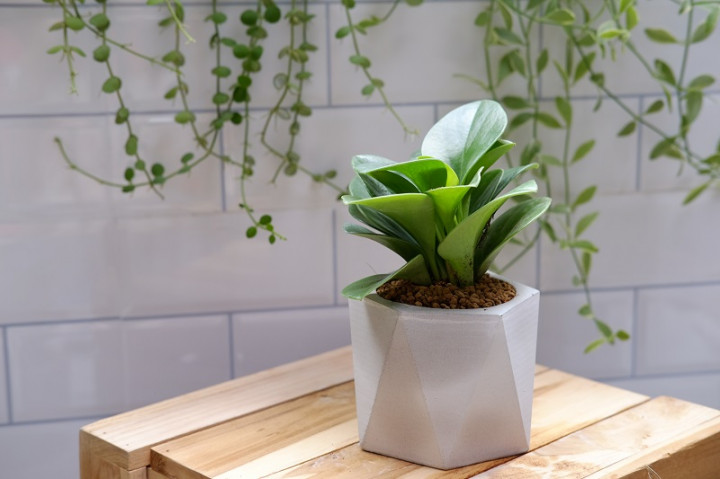 Bakal Hits 2022, Tanaman Mungil Ini Punya Banyak Manfaat