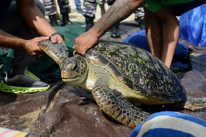Mantab! TNI AL Gagalkan Penyelundupan 32 Penyu Hijau