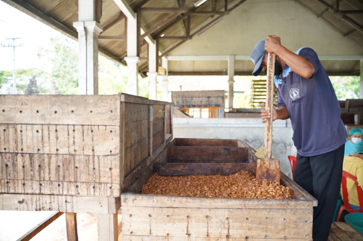 Ekspor Biji Kakao Jembrana Bali Tembus Pasar Mancanegara