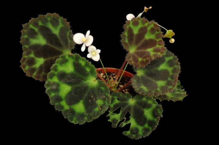 Indonesia Temukan 7 Tumbuhan Baru, Mayoritas Tanaman Hias dari Sulawesi