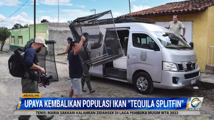 Sempat Menghilang, Meksiko Berupaya Kembalikan Populasi Tequila Splitfin