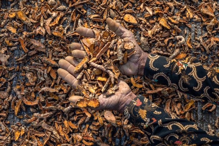 8 Khasiat Kunyit Hitam, Meredakan Nyeri Sampai Mengurangi Risiko Kanker