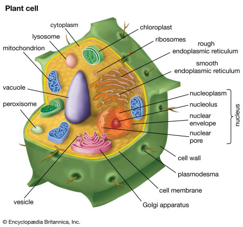 Tumbuhan pada sel fungsi plasmodesmata Sel Tumbuhan: