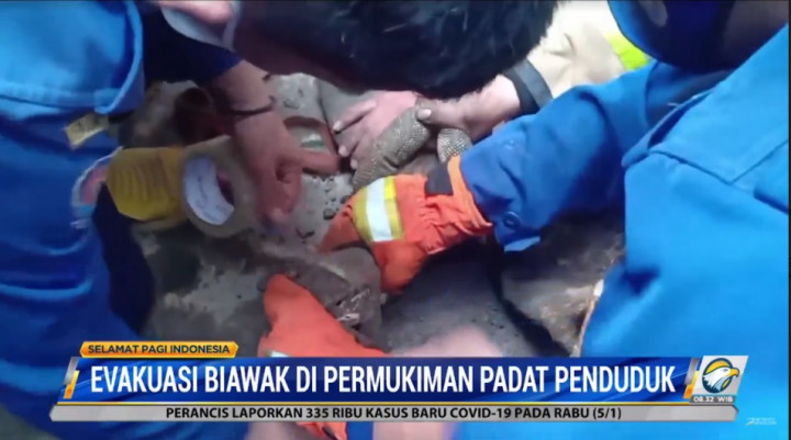 Warga Kemayoran Dibikin Geger Biawak Sepanjang Satu Meter
