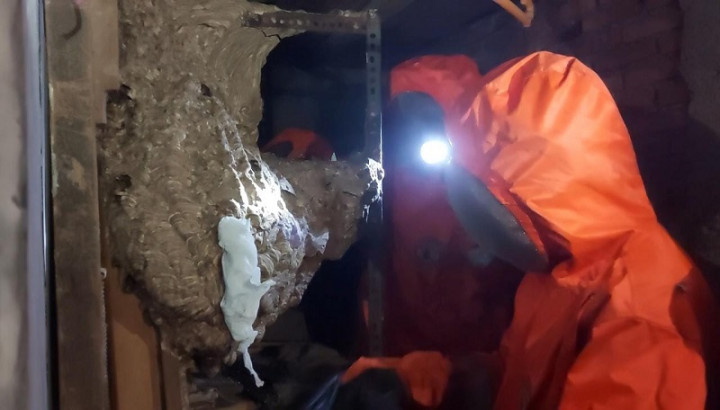 Sarang Tawon Vespa Seberat 17 Kg Dievakuasi dari Rumah Warga Tangsel, Penghuninya Disengat