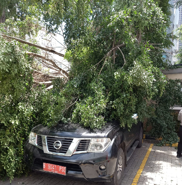 Pohon tumbang mengenai dua mobil di Gedung Konimex, Tanah Abang. Medcom.id/Christian 