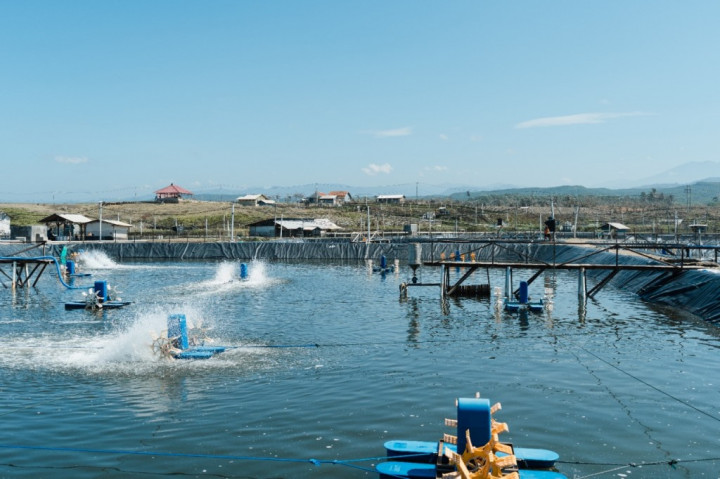 Teknologi Ini Bikin Usaha Tambak Udang Melebihi Panen 40 Ton/Ha