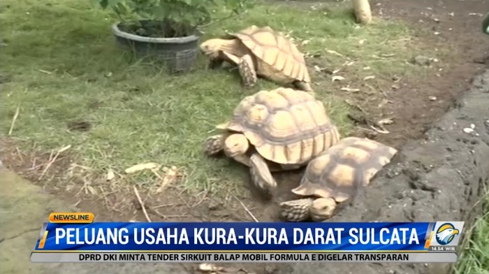 Peluang Usaha Kura-Kura Sulcata