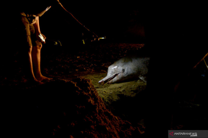 Polisi Selidiki Kapal dan ABK Penangkap Lumba-Lumba di Pacitan