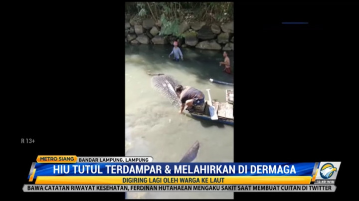 Hiu Tutul Terdampar dan Melahirkan di Dermaga Kapal Nelayan