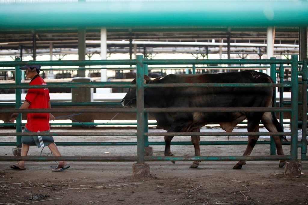 Daging Sapi. Foto : MI.