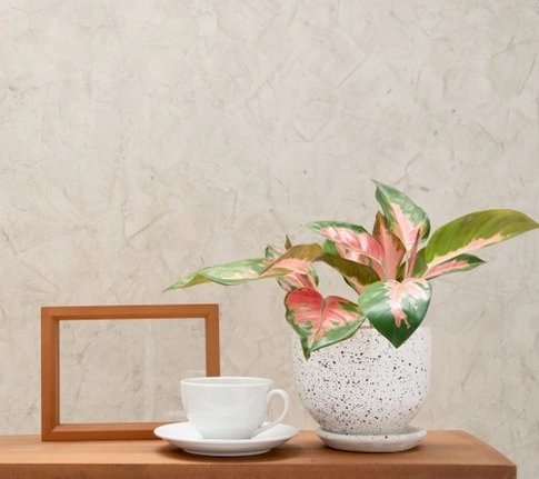 Tanaman Aglaonema (Foto: Freepik)