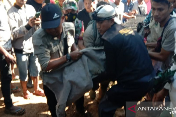 BKSDA Sumbar Evakuasi Seekor Harimau Masuk Perkebunan Warga di Agam