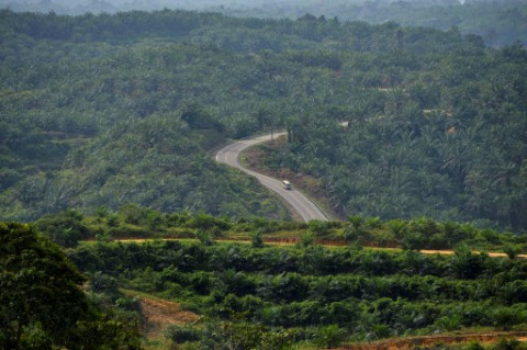 Penanaman Pohon Dapat Menekan Deforestasi dan Kerusakan Lingkungan
