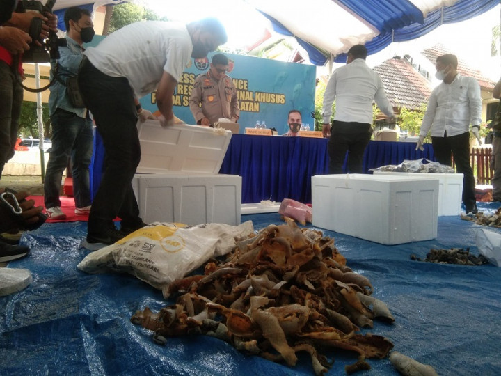 Sindikat Penyelundupan Penyu Hijau di Sulsel Diringkus