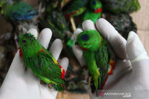 Penyelundupan Ribuan Burung Asal Kalimantan di Surabaya Digagalkan