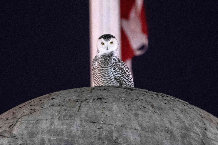 Foto: Burung Hantu Langka Muncul di Washington DC