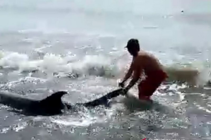 4 Lumba-Lumba Terdampar di Pantai Padanggalak Bali