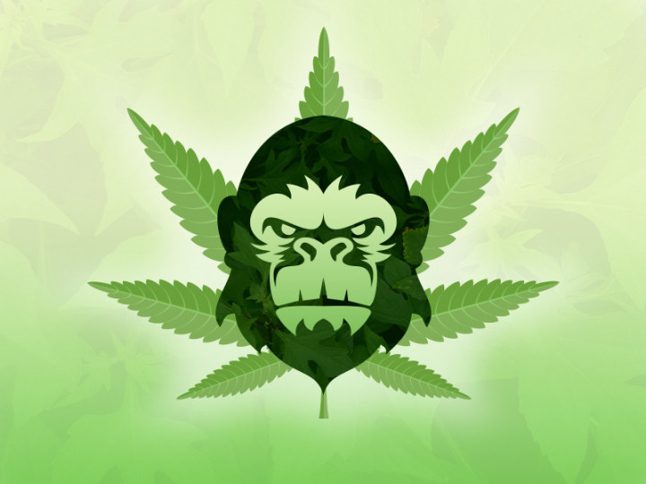 Mengenal Tembakau Sintetis Gorila yang Dipakai Fico Fachriza