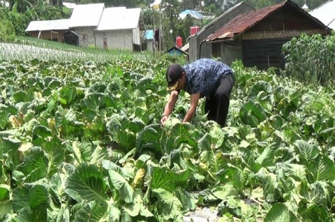 ID Food Targetkan 75.393 Petani Terlibat dalam Program Makmur 2022