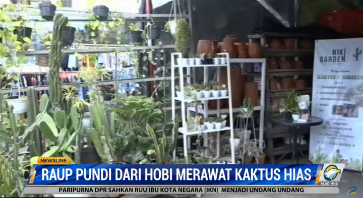 Hobi Koleksi Kaktus Mendatangkan Fulus