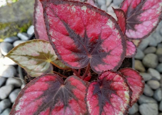Tanpa Renovasi, Begini Cara Meredam Suara dari Luar Rumah dengan Tanaman