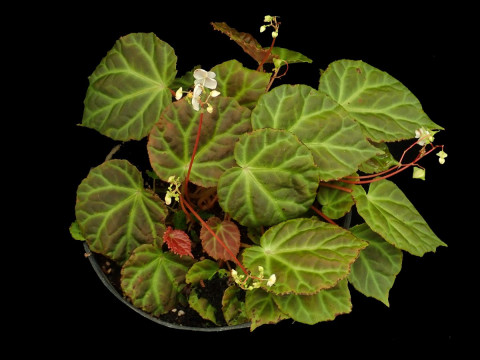 Peneliti BRIN Temukan 6 Begonia Jenis Baru di Sumatra