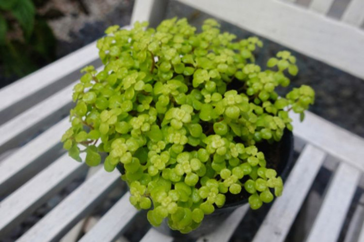 Populer Properti, Penghijauan Infrastruktur di Bali hingga Tanaman yang Meredam Kebisingan