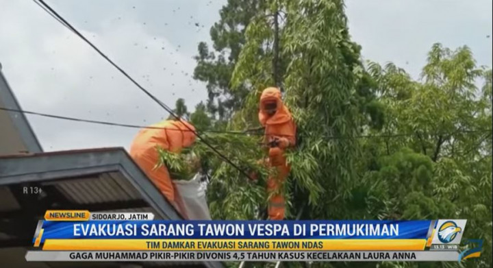 Dramatis, Evakuasi Tawon Vespa di Permukiman Warga