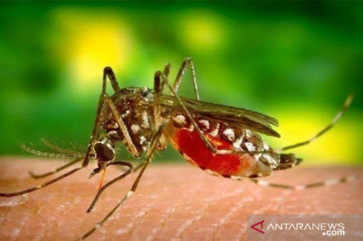 Tiga Warga Pamekasan Jatim Meninggal Akibat DBD