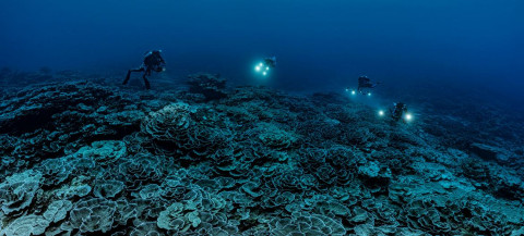 UNESCO Mission Discovers Rare Coral Reel Near Tahiti