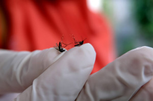 Lawan DBD, Masyarakat Diimbau Cegah Pengembangbiakan Nyamuk