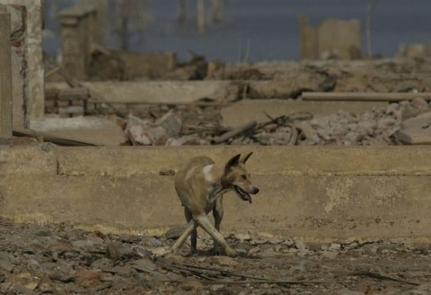 Animal Defenders Indonesia Kecam Pembunuhan Anjing di Ambon